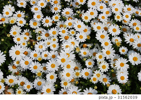 ひな菊 花の写真素材 Pixta