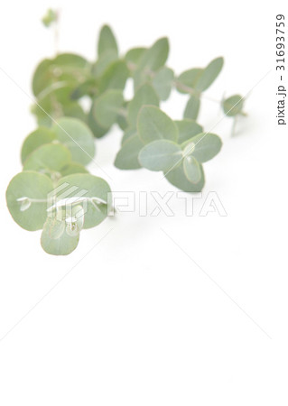 コマルバユーカリの写真素材