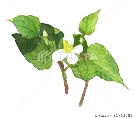 どくだみのイラスト素材