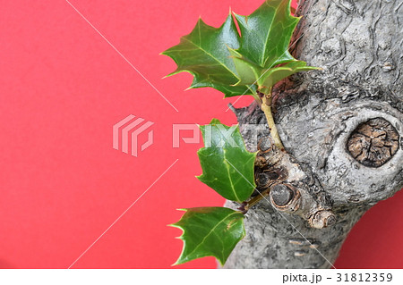 節分 葉 植物 鬼の写真素材