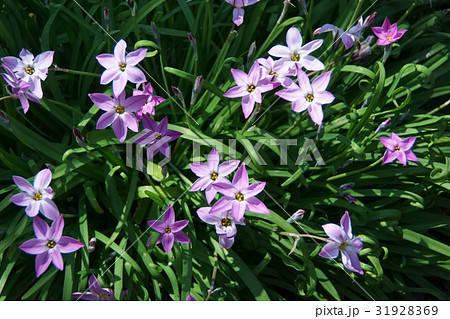 花韮 ハナニラ 花言葉は 星に願いを の写真素材