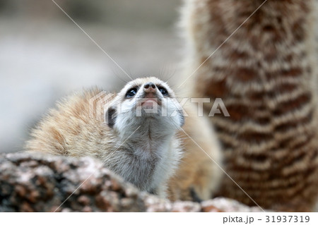 赤ちゃん ミーアキャット 動物 見つめるの写真素材