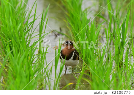 タマシギ 羽根 鳥 羽毛の写真素材 - PIXTA