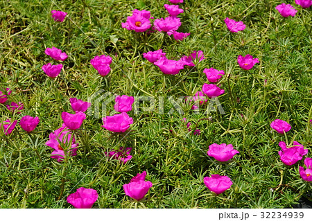 豬母菜照片素材