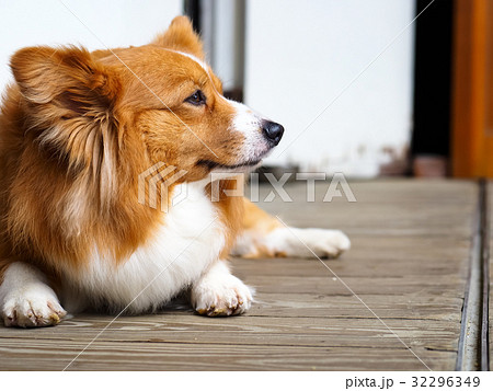 ビーグル犬 かわいい 可愛い キュートの写真素材