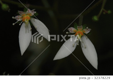 ハルユキノシタ 花 春雪ノ下 植物の写真素材