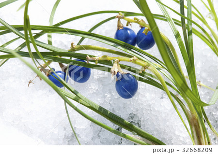 龍の髭の実の写真素材