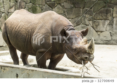 サイ 食事 クロサイ ヒガシクロサイの写真素材