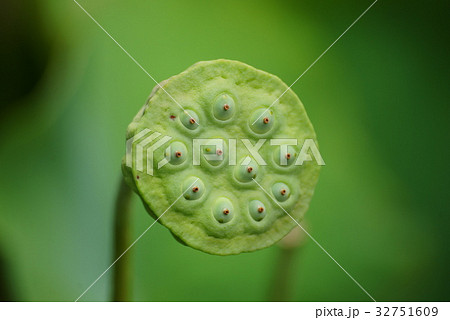 花托 ハス ハスの花托 かたくの写真素材 - PIXTA
