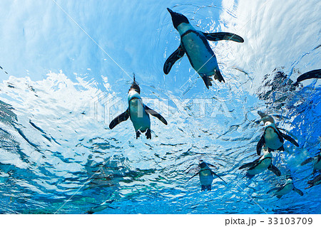 池袋サンシャイン水族館の写真素材