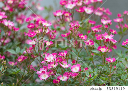 ミニバラ 一重咲き ピンク 花の写真素材