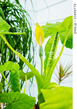 クワズイモの花の写真素材