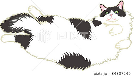 白黒ハチワレ猫のイラスト素材