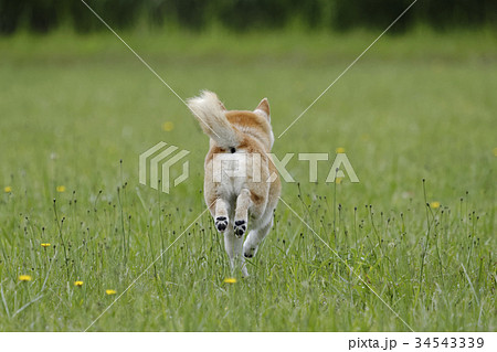 柴犬 走る 後姿 後ろ姿の写真素材