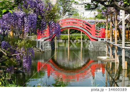 亀戸天神社 太鼓橋（女橋）の写真素材 - PIXTA