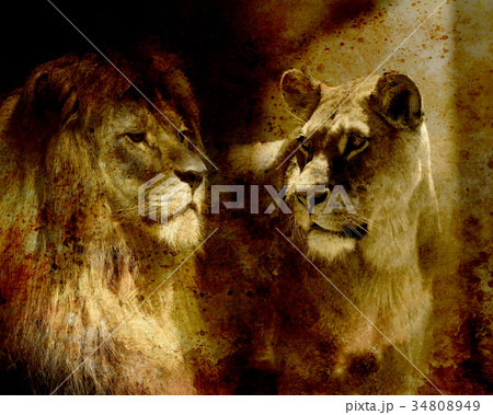 ライオン 雌 動物 横顔のイラスト素材