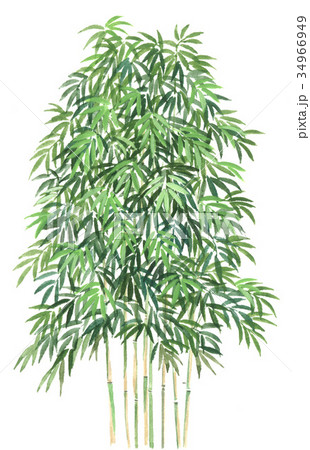 竹の手書きスケッチの写真素材