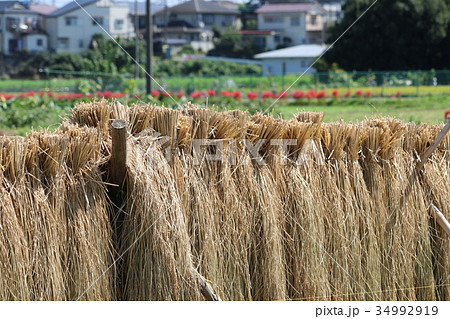 はさ掛けの写真素材