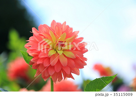 ダリア 花 感謝 花言葉の写真素材 - PIXTA
