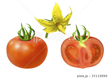 トマトの花 とまとの花 トマト 花のイラスト素材