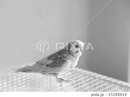 セキセイインコ モノクロ 白黒 まどろむの写真素材 セキセイインコ モノクロ 白黒 まどろむの写真素材