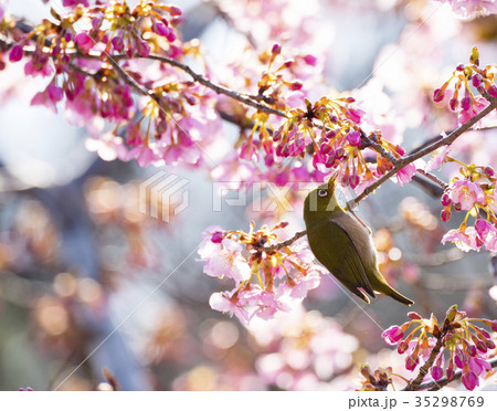 桜と鳥の写真素材