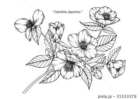 Camellia Japonica Flower Drawing のイラスト素材