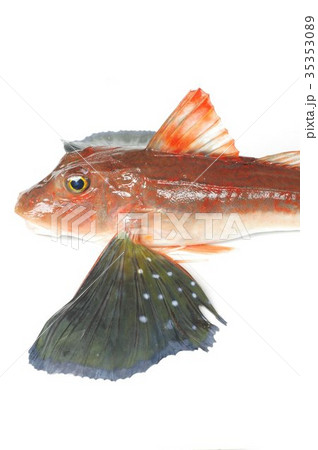 キミヨ 魚 海水魚の写真素材 キミヨ 魚 海水魚の写真素材