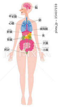 内臓のイラスト素材