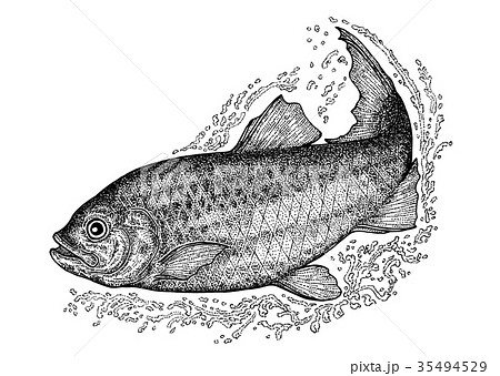 ニシン 魚 手描き 白黒のイラスト素材