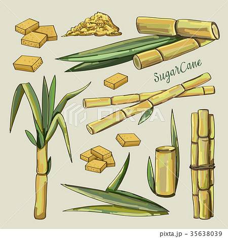サトウキビ 植物 さとうきび 砂糖黍のイラスト素材