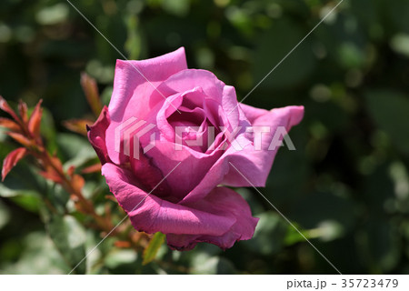 バラ 薔薇 シャルルドゴール 紫色の写真素材