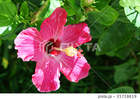 赤花 Okinawa 沖縄県 沖縄の写真素材
