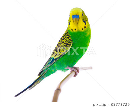 セキセイインコ 鳥 グリーン 緑色の写真素材 - PIXTA