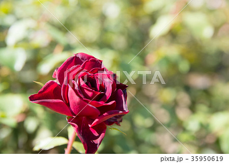 赤黒い花の写真素材