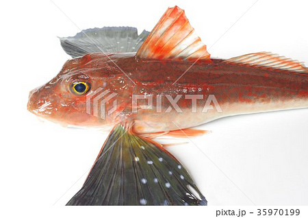 キミヨ 魚 海水魚の写真素材
