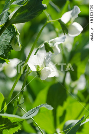 スナックエンドウの花の写真素材