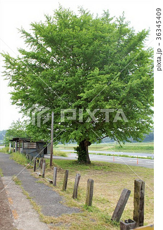 むくの木の写真素材 - PIXTA