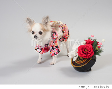 動物 犬 チワワ お正月 かわいい 着物 小型犬の写真素材