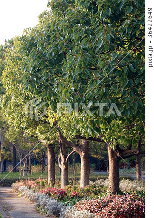 楠の実の写真素材 - PIXTA