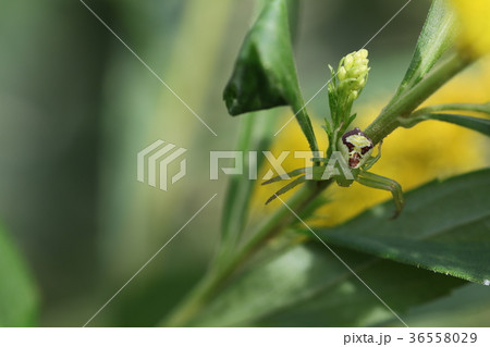 人面蜘蛛 緑の写真素材
