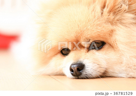 ポメラニアン 犬 眠い 顔の写真素材