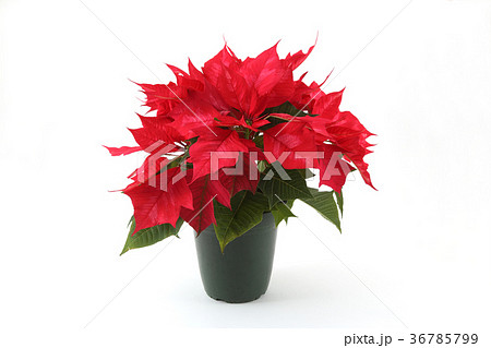 ポインセチア クリスマス 植物 葉の写真素材 ポインセチア クリスマス 植物 葉の写真素材