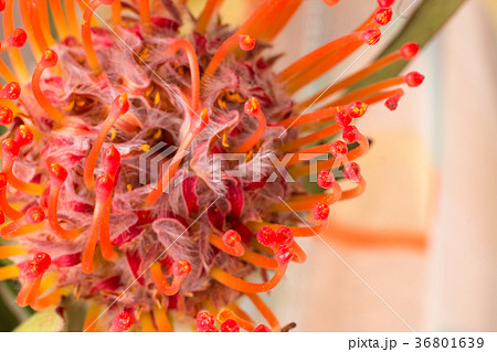 花 ピンクッション 赤 雄しべの写真素材