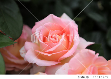 エル バラ 薔薇 花の写真素材