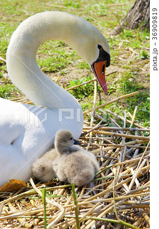 鳥 親子 子育て 白鳥 雛の写真素材