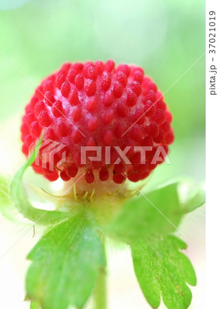 野いちご ヘビイチゴ 蛇苺 へびいちごの写真素材
