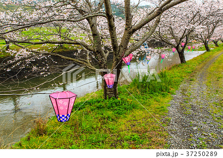 琴海花まつりの写真素材