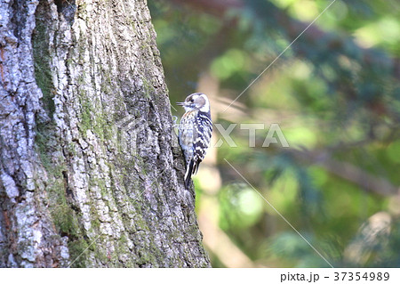 木をつつく鳥 野鳥の写真素材