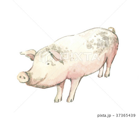 豚 ブタ ぶた ピッグのイラスト素材